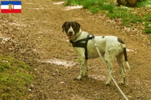 Lees meer over het artikel Old Danish Pointing Dog fokkers en pups in Sleeswijk-Holstein