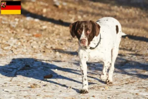 Lees meer over het artikel Old Danish Pointing Dog fokkers en pups in Rijnland-Palts
