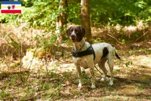 Lees meer over het artikel Altdänischer Vorstehhund fokkers en pups in Mecklenburg-Vorpommern