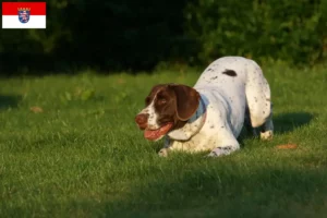 Lees meer over het artikel Deense Dog fokkers en pups in Hessen