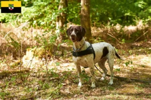 Lees meer over het artikel Altdänischer Vorstehhund fokkers en puppies in Saksen-Anhalt