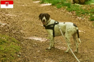 Lees meer over het artikel Old Danish Pointing Dog fokkers en pups in Brandenburg