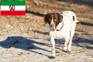 Lees meer over het artikel Old Danish Pointing Dog fokkers en pups in Noordrijn-Westfalen