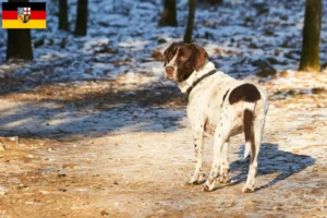 Lees meer over het artikel Altdänischer Vorstehhund fokkers en puppies in Saarland