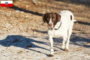 Lees meer over het artikel Deense Dog fokkers en pups in Thüringen