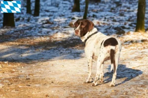 Lees meer over het artikel Old Danish Pointing Dog fokkers en pups in Beieren