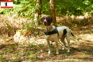Lees meer over het artikel Deense Dog fokkers en puppies in Berlijn