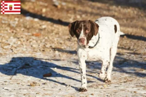 Lees meer over het artikel Deense Dog fokkers en pups in Bremen