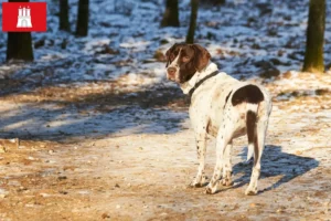 Lees meer over het artikel Old Danish Pointing Dog fokkers en pups in Hamburg