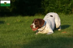 Lees meer over het artikel Deense Dog fokkers en puppies in Saksen