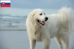 Lees meer over het artikel Pyreneese Berghondenfokkers en puppies in Slowakije