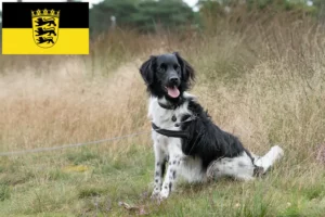 Lees meer over het artikel Stabij fokkers en pups in Baden-Württemberg