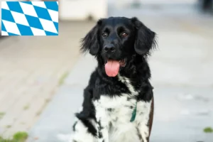 Lees meer over het artikel Stabij fokkers en pups in Beieren
