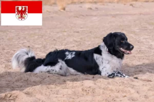 Lees meer over het artikel Stabij fokkers en pups in Brandenburg