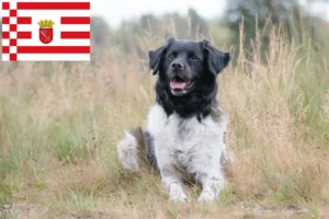 Lees meer over het artikel Stabij fokkers en pups in Bremen