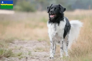 Lees meer over het artikel Stabij fokkers en pups in Flevoland