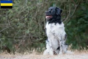 Lees meer over het artikel Stabij fokkers en pups in Gelderland