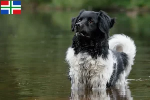 Lees meer over het artikel Stabij fokkers en pups in Groningen