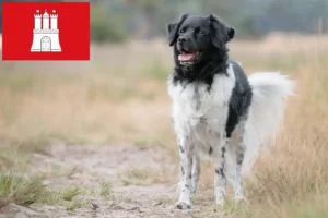 Lees meer over het artikel Stabij fokkers en pups in Hamburg