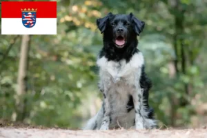 Lees meer over het artikel Stabij fokkers en pups in Hessen