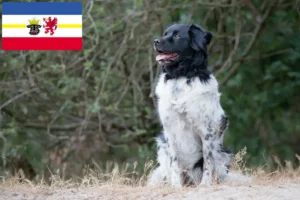 Lees meer over het artikel Stabij fokkers en pups in Mecklenburg-Vorpommern