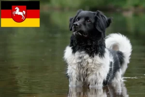 Lees meer over het artikel Stabij fokkers en pups in Nedersaksen