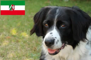 Lees meer over het artikel Stabij fokkers en pups in Noordrijn-Westfalen