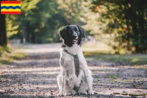 Lees meer over het artikel Stabij fokkers en pups in Overijssel