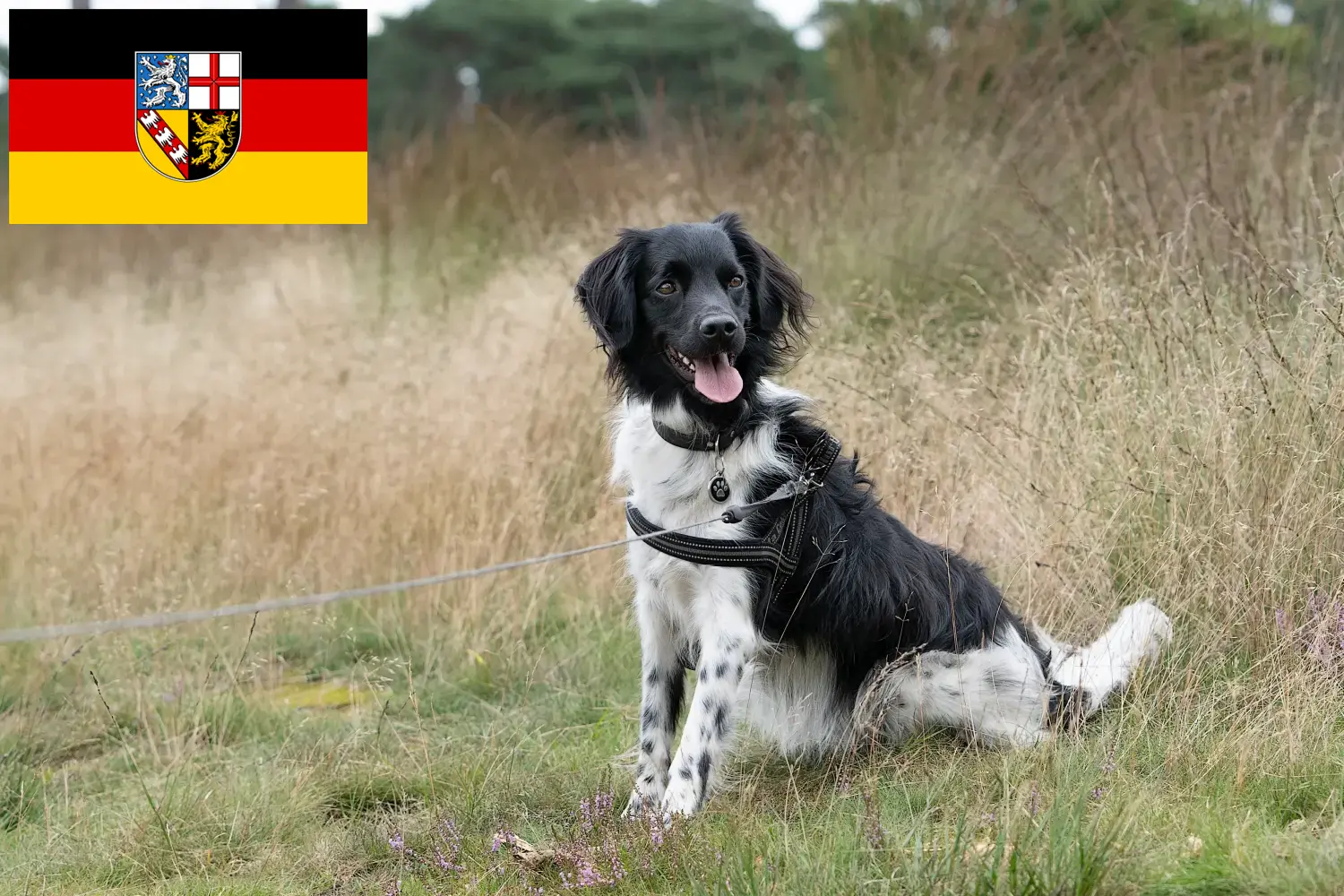 Stabij puppy's en fokkers Saarland Hier vind je Stabijs fokkers im Saarland.