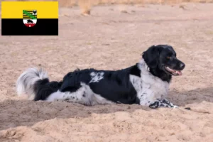Lees meer over het artikel Stabij fokkers en pups in Saksen-Anhalt