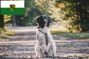 Lees meer over het artikel Stabij fokkers en pups in Saksen