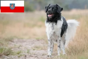 Lees meer over het artikel Stabij fokkers en pups in Thüringen