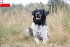 Lees meer over het artikel Stabij fokkers en pups in Utrecht