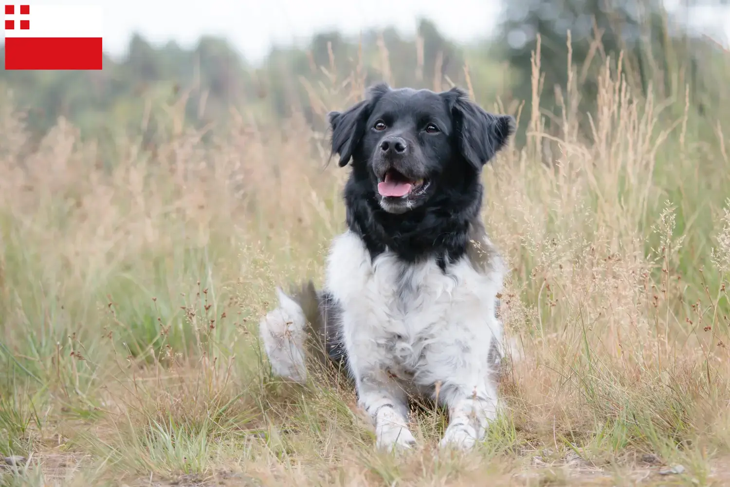 Stabij puppy's en fokkers Utrecht Hier vind je Stabijs fokkers in Utrecht.
