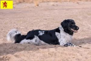 Lees meer over het artikel Stabij fokkers en pups in Zuid-Holland