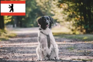 Lees meer over het artikel Stabij fokkers en pups in Berlijn