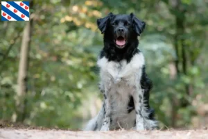 Lees meer over het artikel Stabij fokkers en pups in Friesland