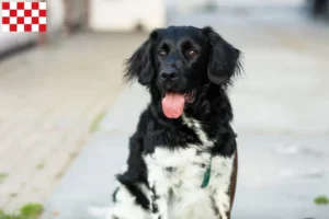 Lees meer over het artikel Stabij fokkers en pups in Noord-Brabant