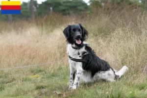 Lees meer over het artikel Stabij fokkers en pups in Noord-Holland