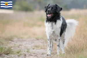 Lees meer over het artikel Stabij fokkers en pups in Zeeland