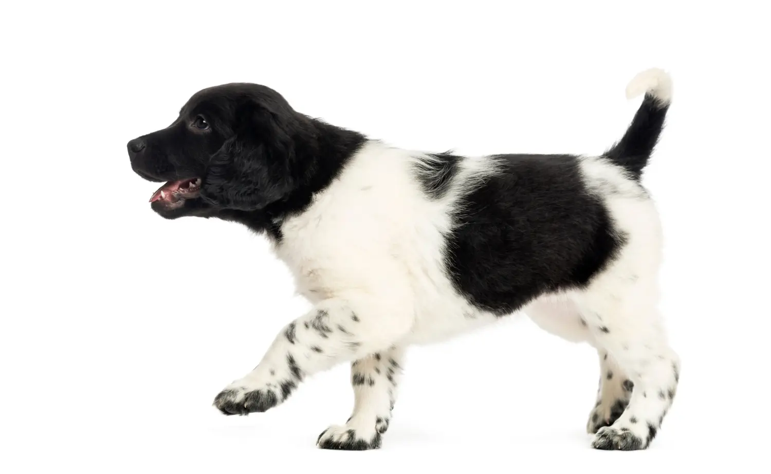 Een Stabij puppy kopen betekent verantwoordelijkheid nemen! Stabij puppy's kopen.