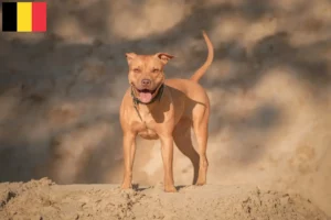 Lees meer over het artikel American Pit Bull Terrier fokkers en pups in België