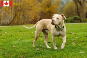 Lees meer over het artikel American Pit Bull Terrier fokkers en pups in Canada