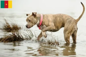 Lees meer over het artikel American Pit Bull Terrier fokkers en pups in Kameroen