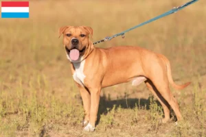 Lees meer over het artikel American Staffordshire Terrier fokkers en pups in Luxemburg