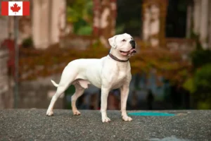 Lees meer over het artikel Amerikaanse Bulldog fokkers en puppies in Canada