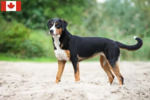 Lees meer over het artikel Appenzell Sennenhondenfokker en Puppies in Canada