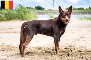 Lees meer over het artikel Australische Kelpie fokkers en puppies in België