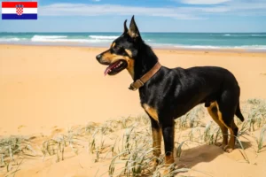 Lees meer over het artikel Australische Kelpie fokkers en puppies in Kroatië