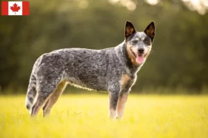 Lees meer over het artikel Australische Runderhondenfokkers en Puppies in Canada